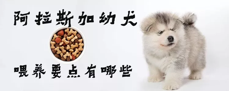 阿拉斯加幼犬喂养要点有哪些