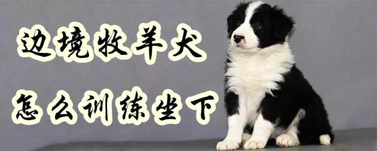 边境牧羊犬怎么训练坐下1