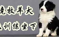 边境牧羊犬怎么训练坐下