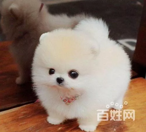 小鹿犬和吉娃娃哪个好