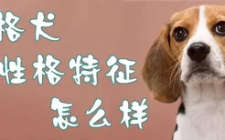 比格犬性格特征怎么样