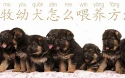 德牧幼犬怎么喂养方法