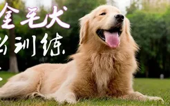 金毛犬怎么训练趴下