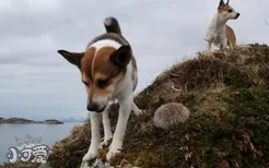 挪威伦德猎犬卧倒怎么训练 挪威伦德猎犬趴下训练教程