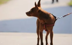 狗狗上火有眼屎吃什么药 狗狗上火有眼屎要注意消炎