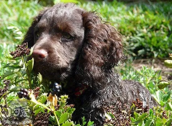 美国水猎犬产后怎么照顾 美国水猎犬产后护理方法