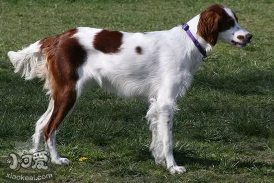 怎么养西班牙小猎犬 西班牙小猎犬喂食注意事项