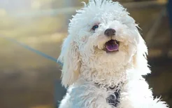 幼犬狗粮与成犬狗粮有什么区别 狗粮选择有讲究的