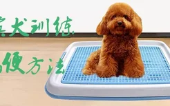 贵宾犬训练大小便方法