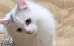 猫咪便秘是什么原因 猫便秘的原因不仅仅只有消化不良