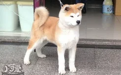 秋田犬产后吃什么好 日本秋田犬生产后饮食注意事项