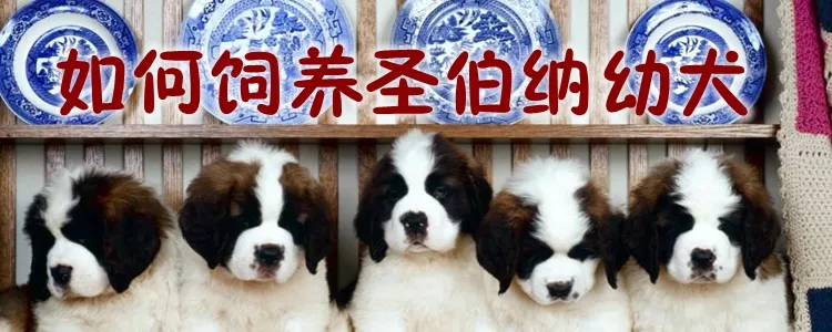 如何饲养圣伯纳幼犬