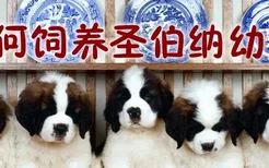 如何饲养圣伯纳幼犬