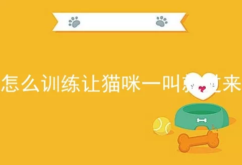 怎么训练让猫咪一叫就过来