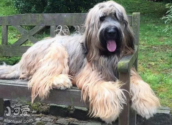 布雷猎犬耳朵怎么清洁 伯瑞犬耳朵护理方法1