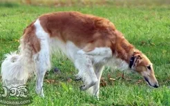 苏俄猎狼犬怀孕吃什么好 苏俄猎狼犬怀孕饮食护理方法