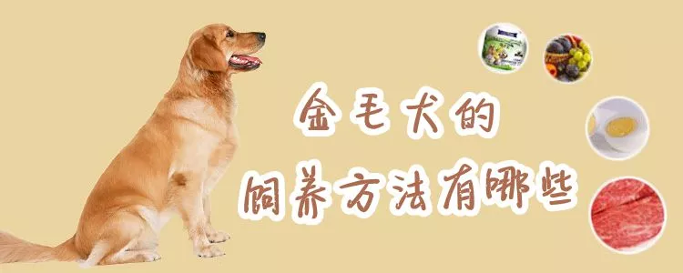 金毛犬的饲养方法有哪些