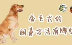 金毛犬的饲养方法有哪些