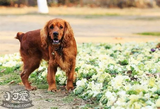 田野小猎犬呕吐怎么办 田野小猎犬呕吐治疗方法1