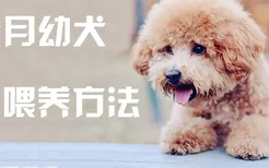 一个月幼犬喂养方法