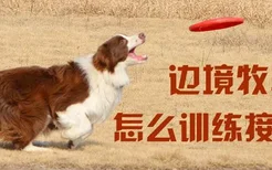 边境牧羊犬怎么训练接飞盘