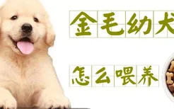 金毛幼犬怎么喂养