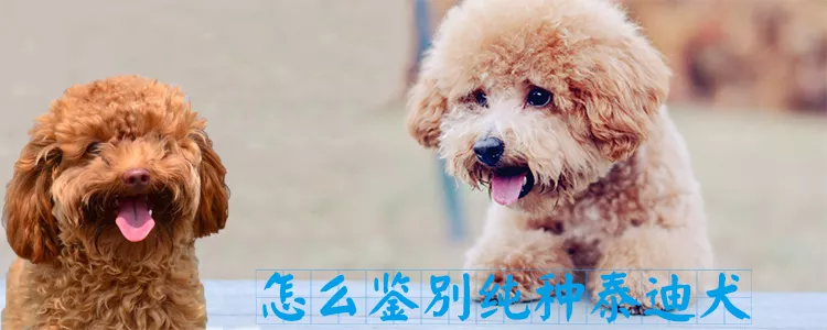 怎么鉴别纯种泰迪犬1