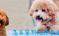 怎么鉴别纯种泰迪犬