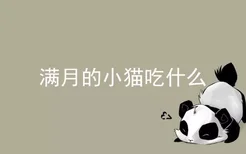 满月的小猫吃什么