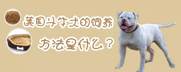 美国斗牛犬饲养方法是什么