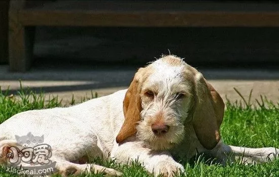 史毕诺犬怀孕吃什么 史毕诺犬怀孕期间喂养心得