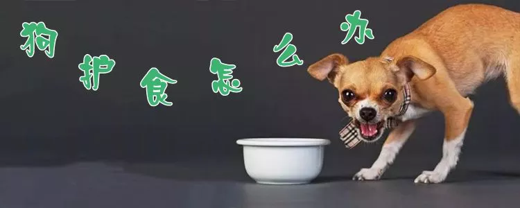 狗护食怎么办