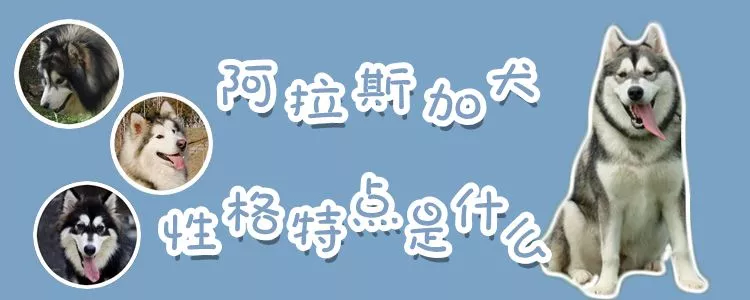 阿拉斯加犬性格特点是什么