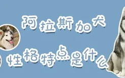 阿拉斯加犬性格特点是什么