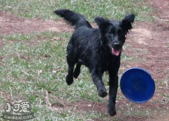 平毛寻回猎犬肠胃不好吃什么 平毛寻回犬肠胃炎吃什么药1