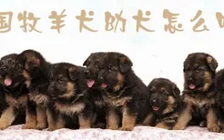 ​德国牧羊犬幼犬怎么喂养