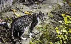 什么是猫薄荷 猫咪为什么会喜欢猫薄荷