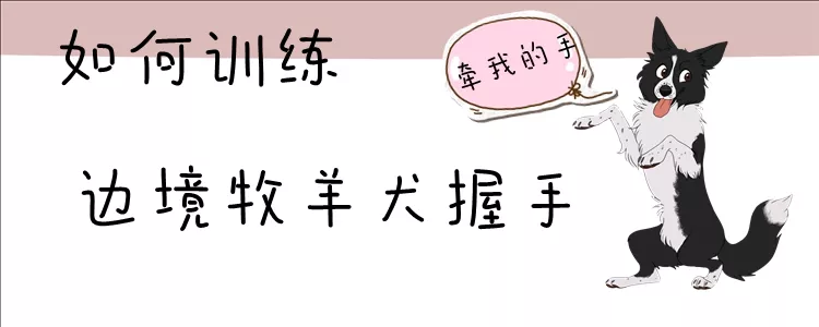 如何训练边境牧羊犬握手