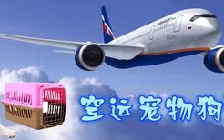 空运宠物狗流程