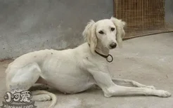 中国细犬产后吃什么 中国细犬生产后饮食护理方法