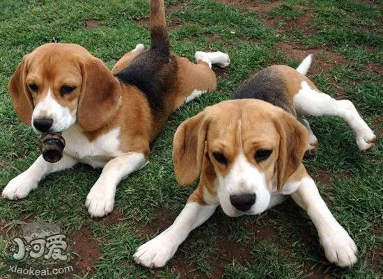 英国猎狐犬产后吃什么 英国猎狐犬生产后饮食介绍