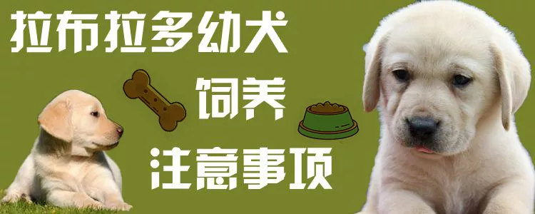 拉布拉多幼犬饲养注意事项