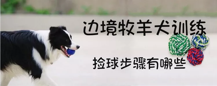 边境牧羊犬训练捡球步骤有哪些