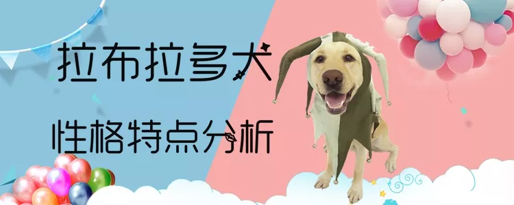 拉布拉多犬性格特点分析