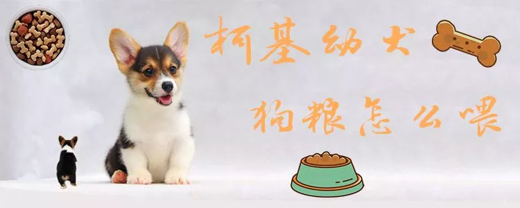 柯基幼犬狗粮怎么喂