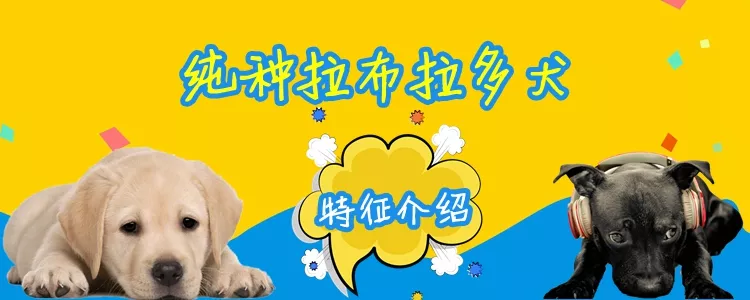 纯种拉布拉多犬特征是什么