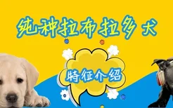 纯种拉布拉多犬特征是什么