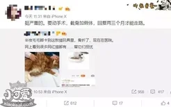 猫玩具安全吗 悉数这些差点害死猫的网红玩具