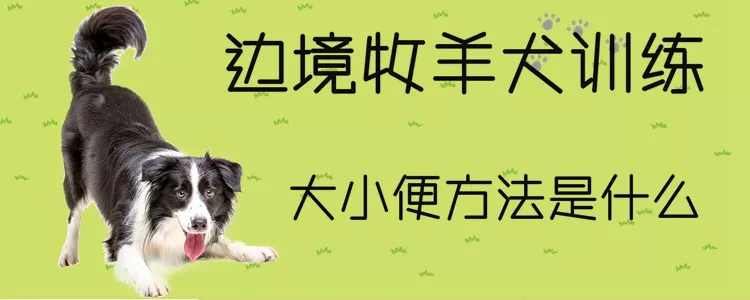 边境牧羊犬训练大小便方法是什么