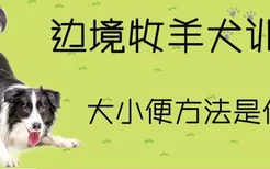 边境牧羊犬训练大小便方法是什么